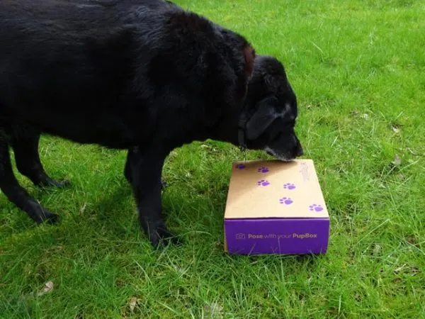 Dog opens a PupBox