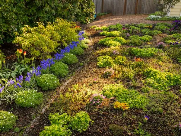 Ground cover plants for lawn alternatives