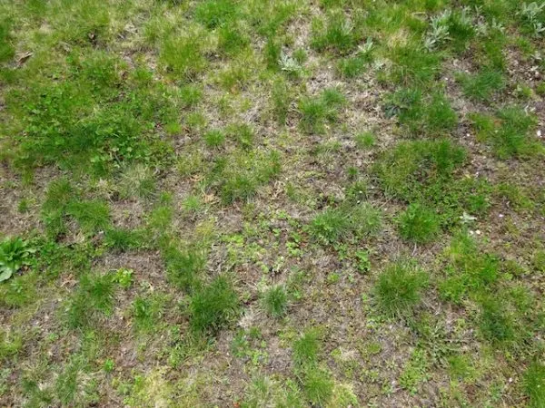 Need lawn alternative