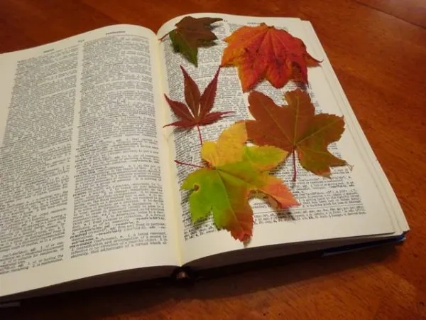 Press leaves in a book