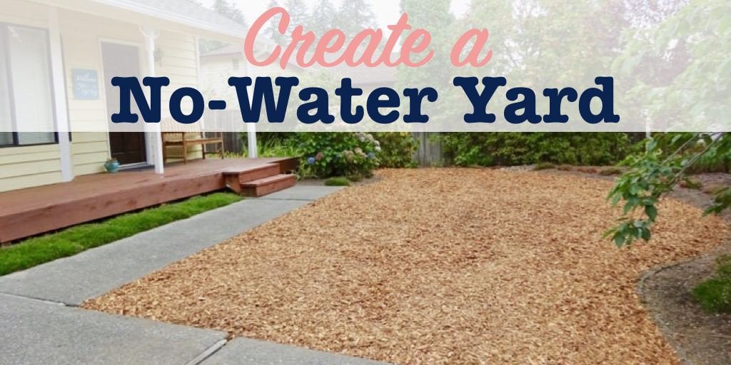 Create a no-water yard
