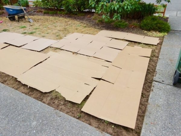 Cover lawn with cardboard