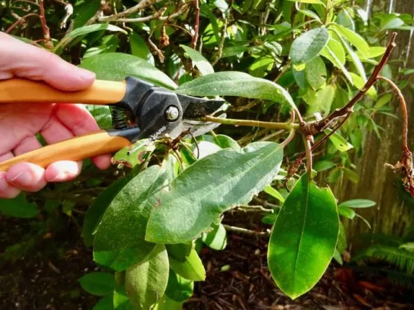 Spring DIY Home Care Pruning