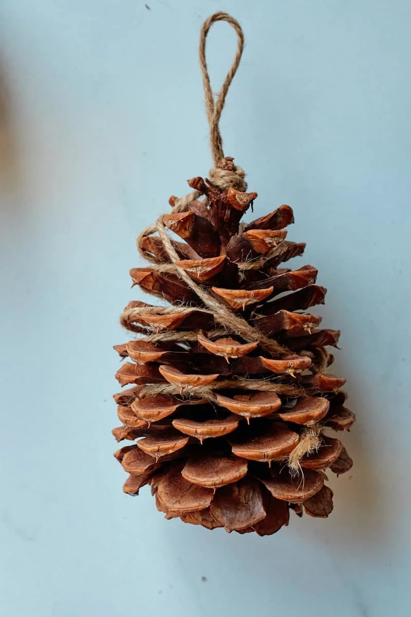 pine cone with twine tied to top