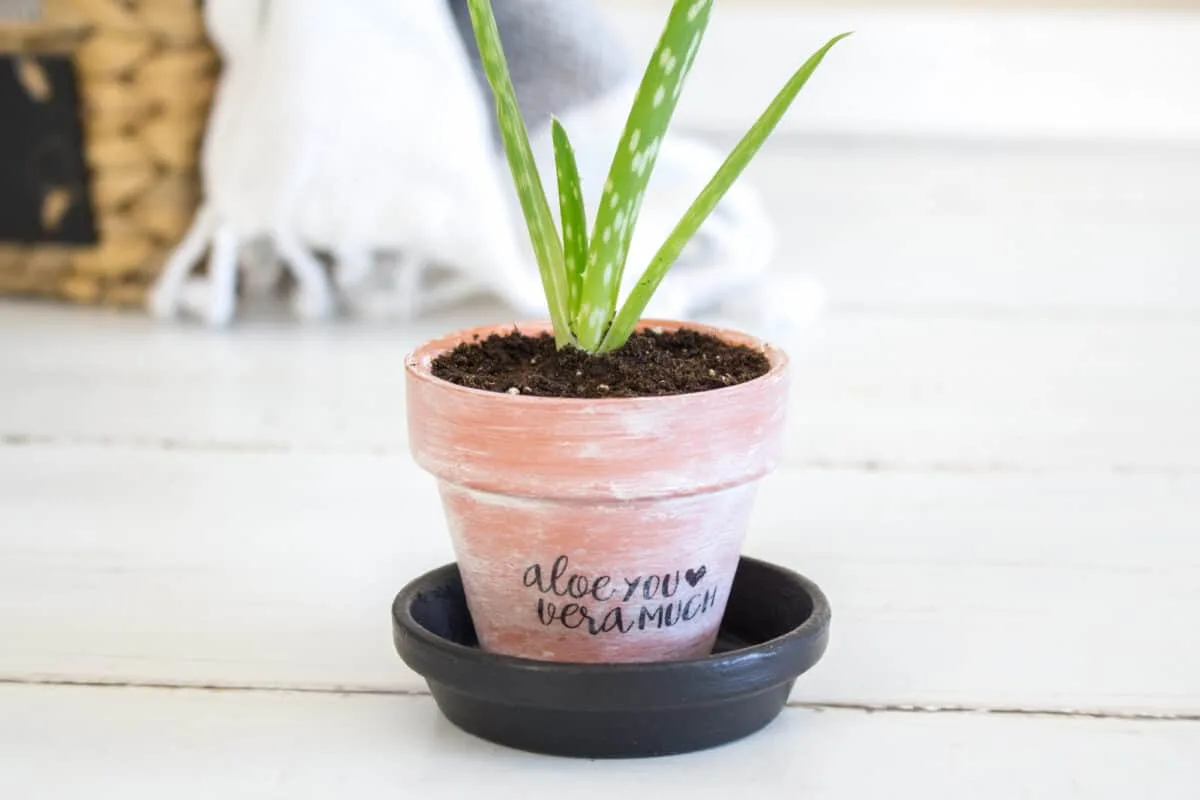 DIY Aloe You Vera Much Planter DIY