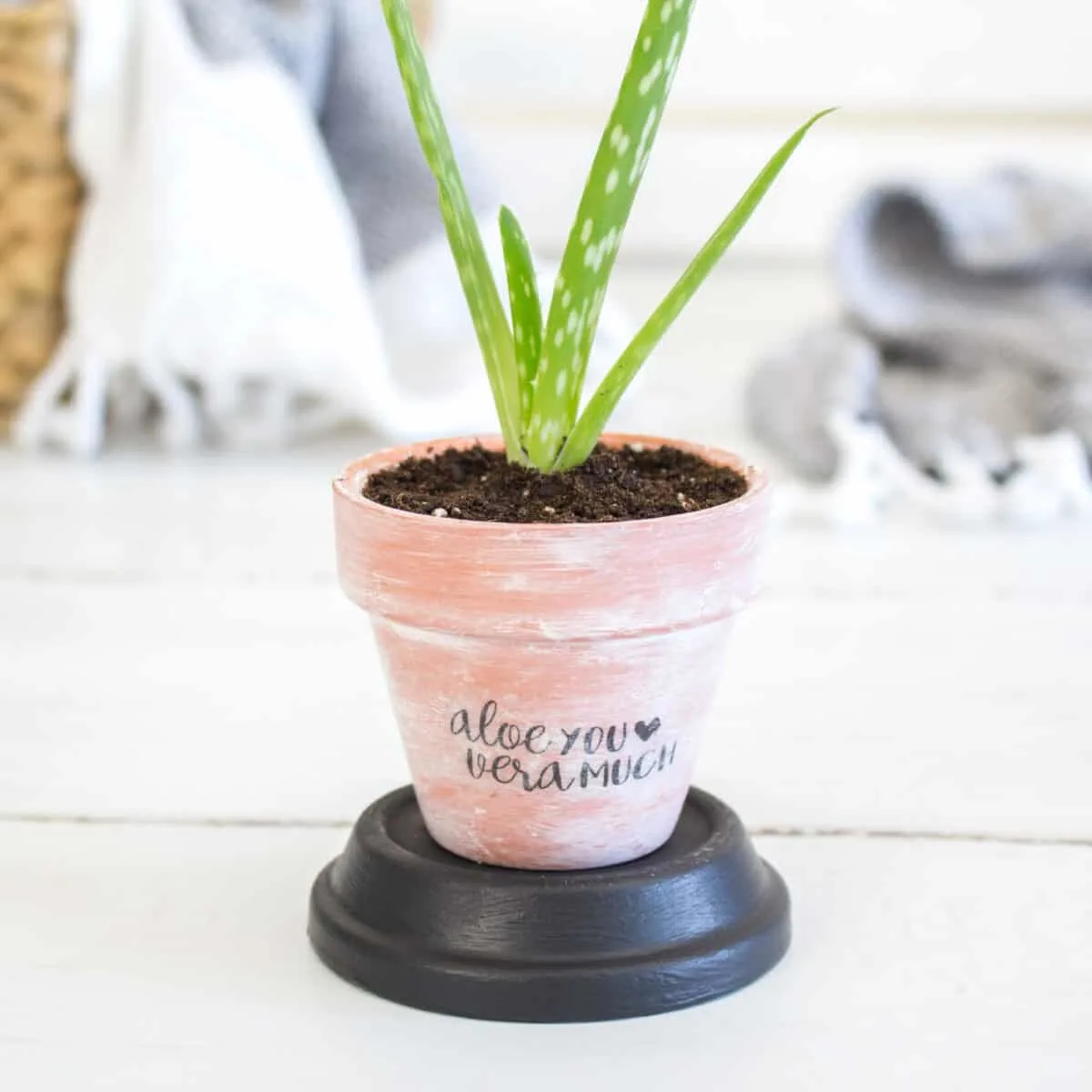 aloe plant in terra cotta pot on top of black painted saucer