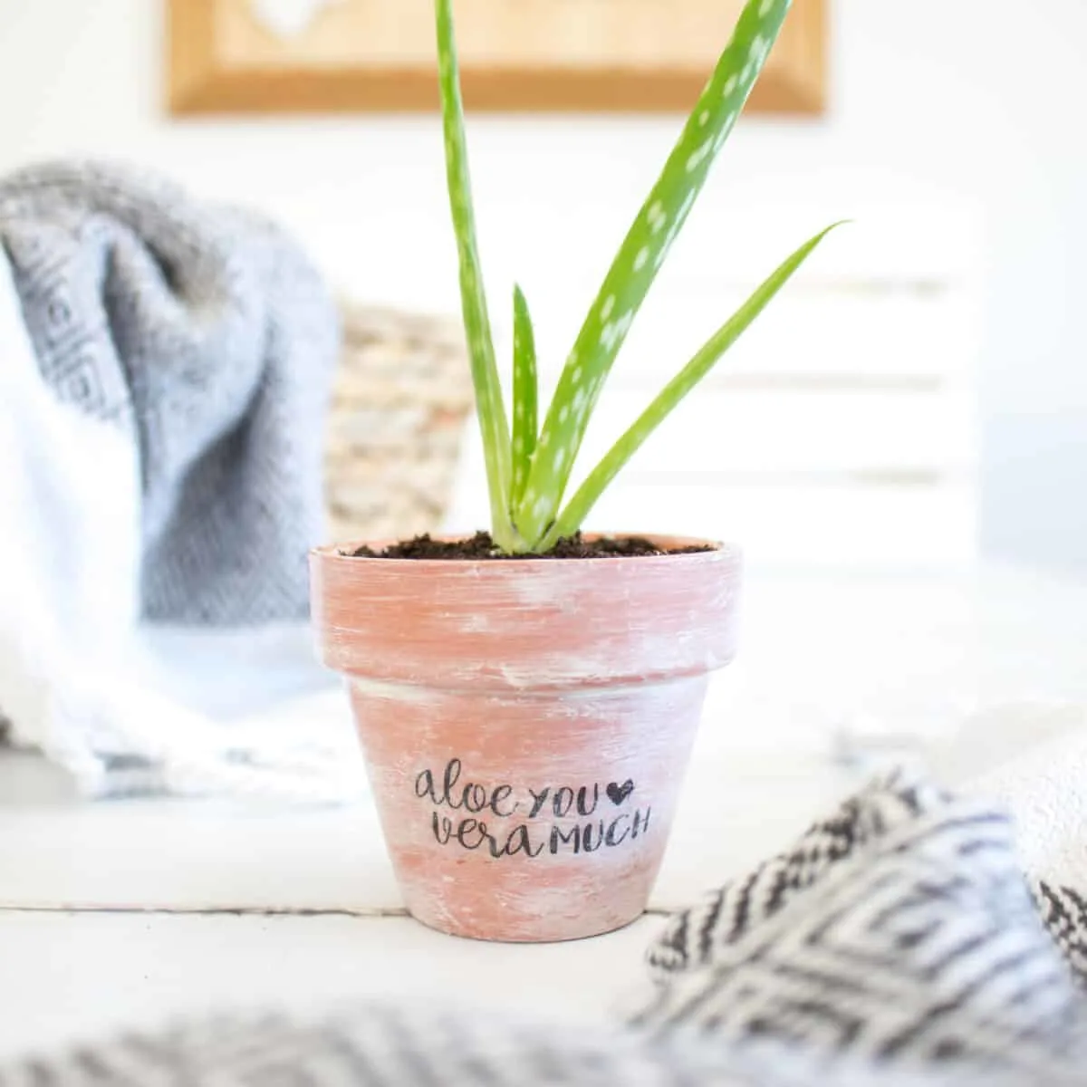 aloe plant in terra cotta pot