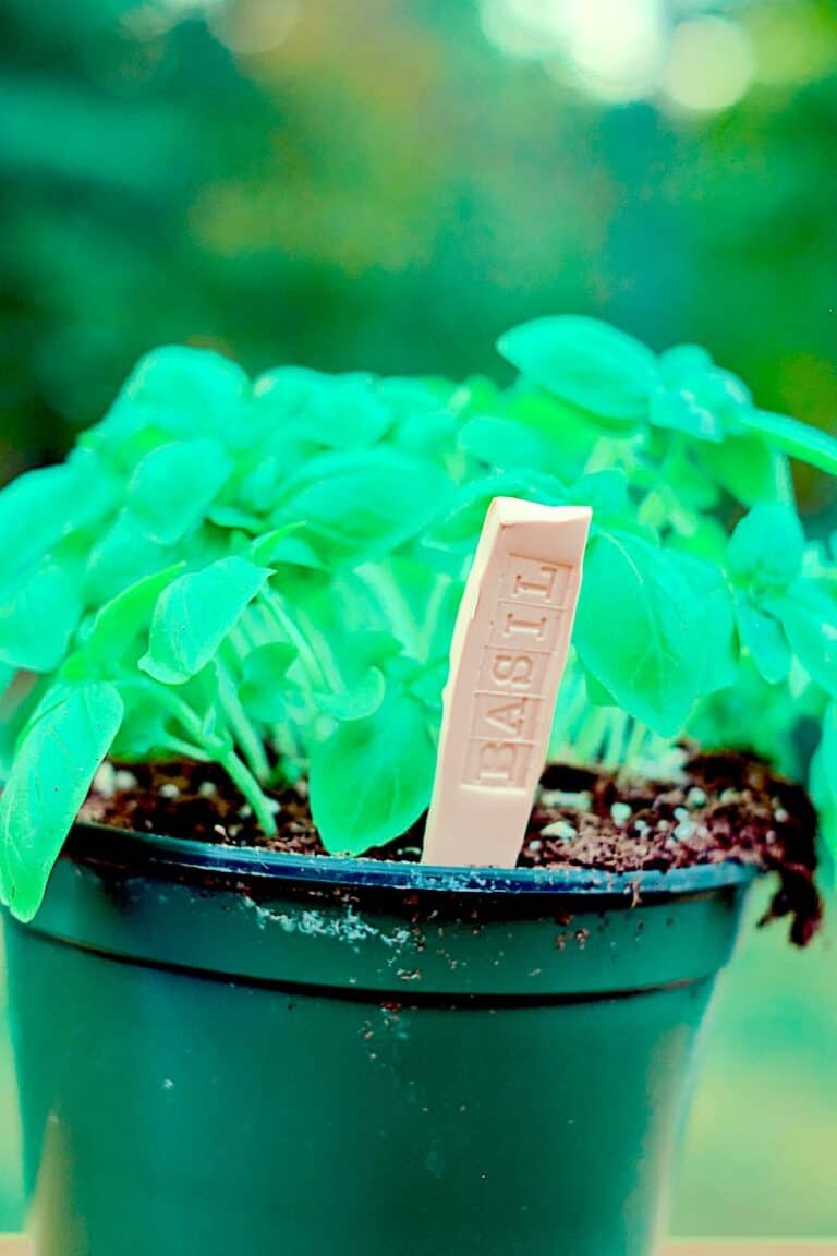 garden tag in basil plant