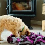 dog sniffing in a fleece mat in front of wood stove
