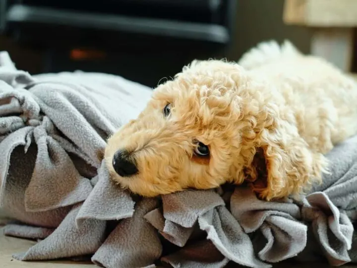 cute puppy laying on fleece dog bed