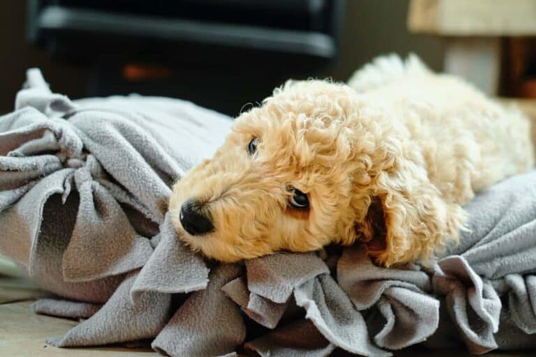 cute puppy laying on fleece dog bed