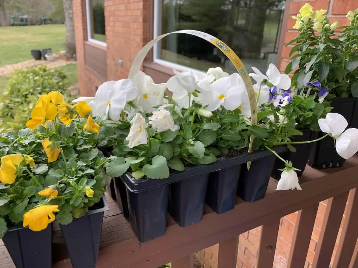 Using Recyclables as Fillers in Large Planters