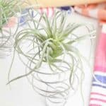green air plant in stainless steel wire holder