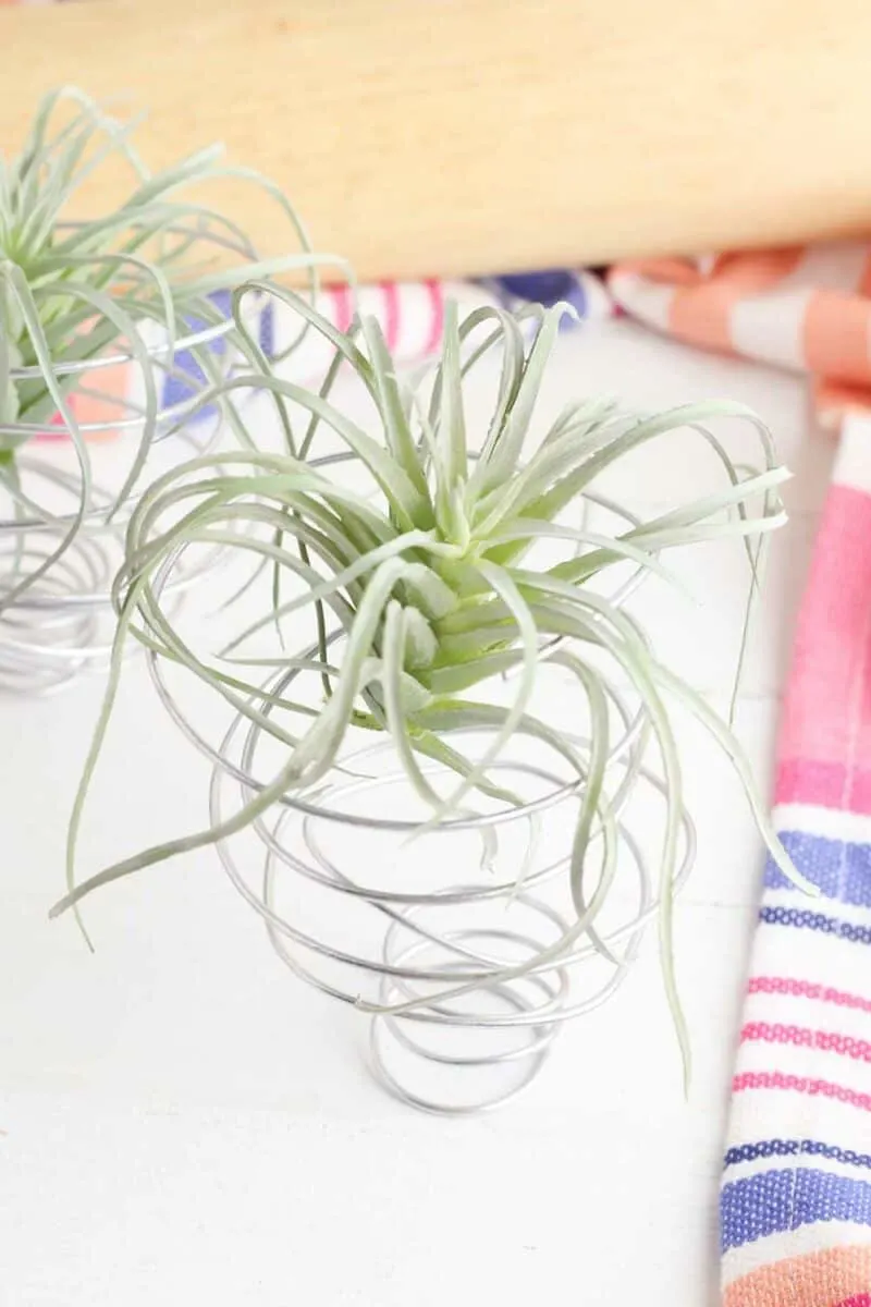 DIY Air Plant Holder {3 Easy Steps} - Single Girl's DIY