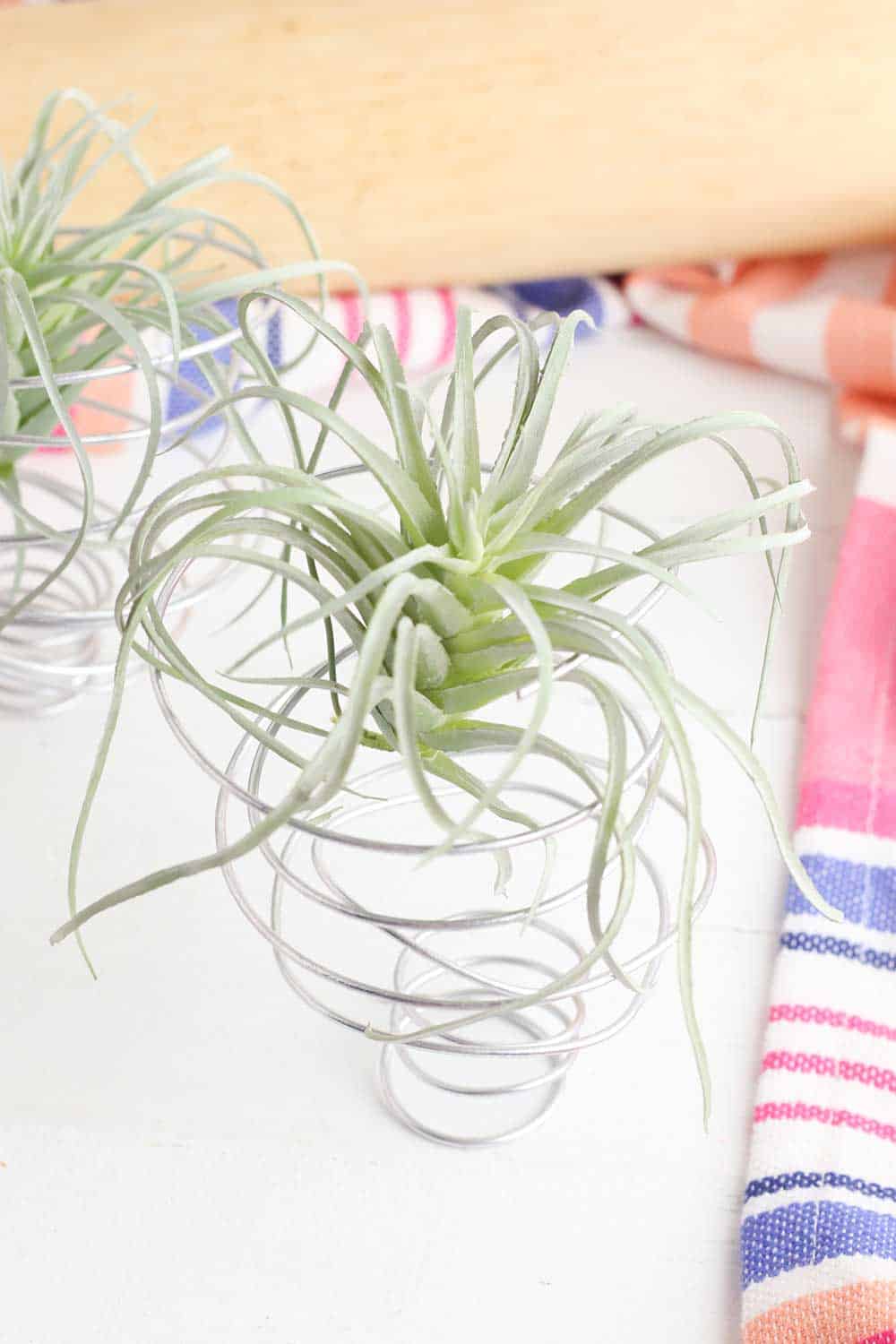 DIY Air Plant Holder {3 Easy Steps} Single Girl's DIY