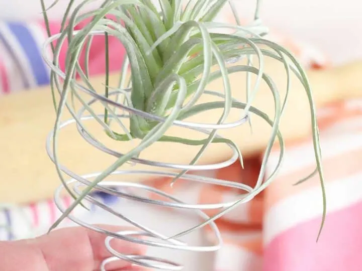 diy air plant holder from wire