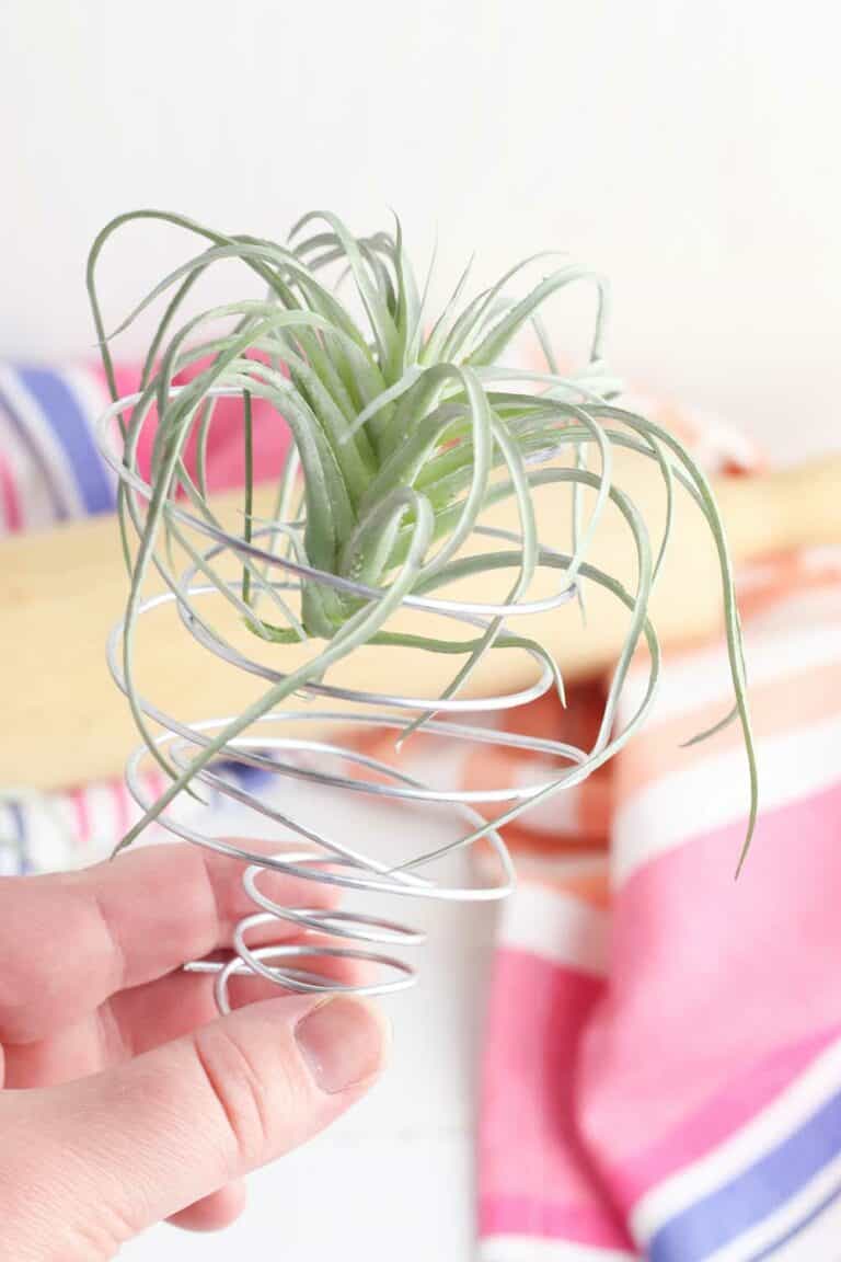 diy air plant holder from wire