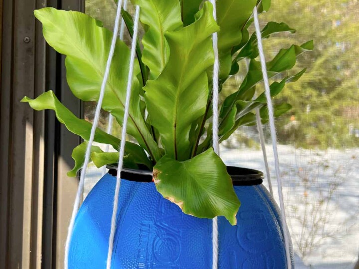 green fern in a blue basketball planter