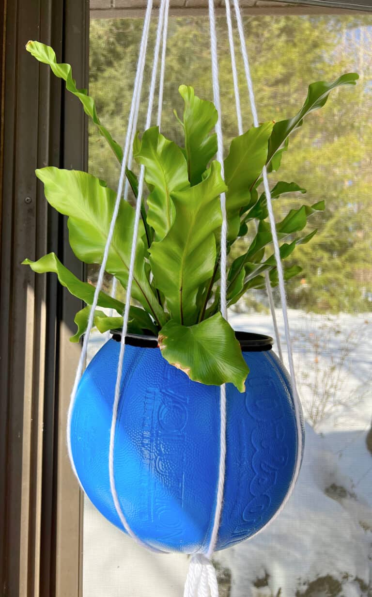 green fern in a blue basketball planter
