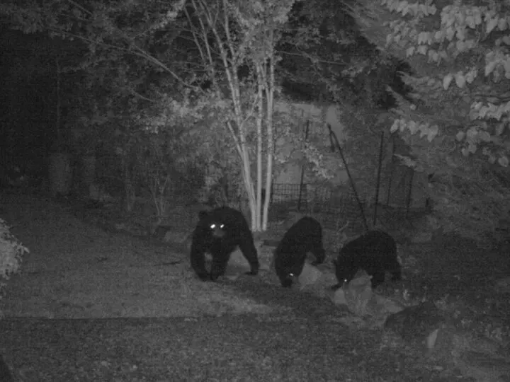 Mama bear and two cubs walking through yard at night
