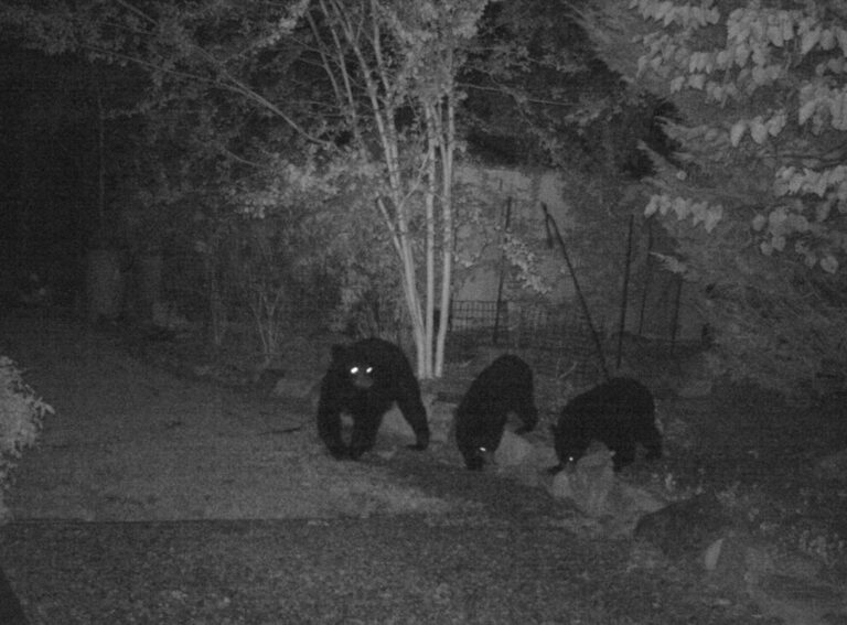 Mama bear and two cubs walking through yard at night