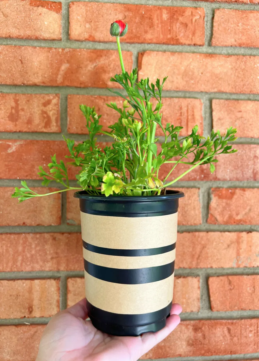 https://singlegirlsdiy.com/wp-content/uploads/2022/05/Black-Plastic-Pot-decorated-wtih-brown-paper-stripes-862x1200.jpg.webp