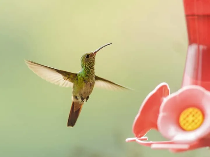 Rufous tailed hummingbird hovering close to a feeder.