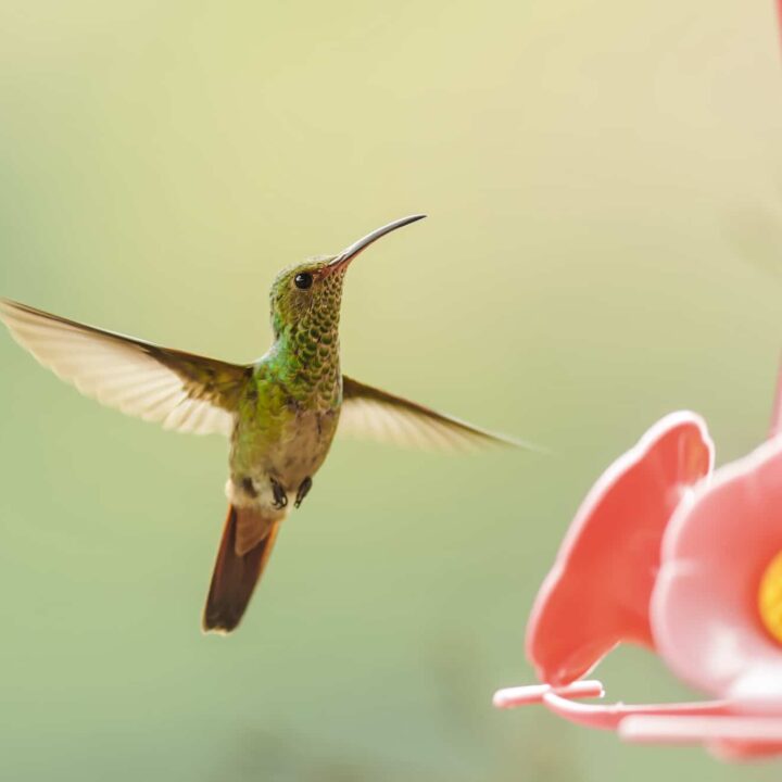 hummingbird food recipe gallon