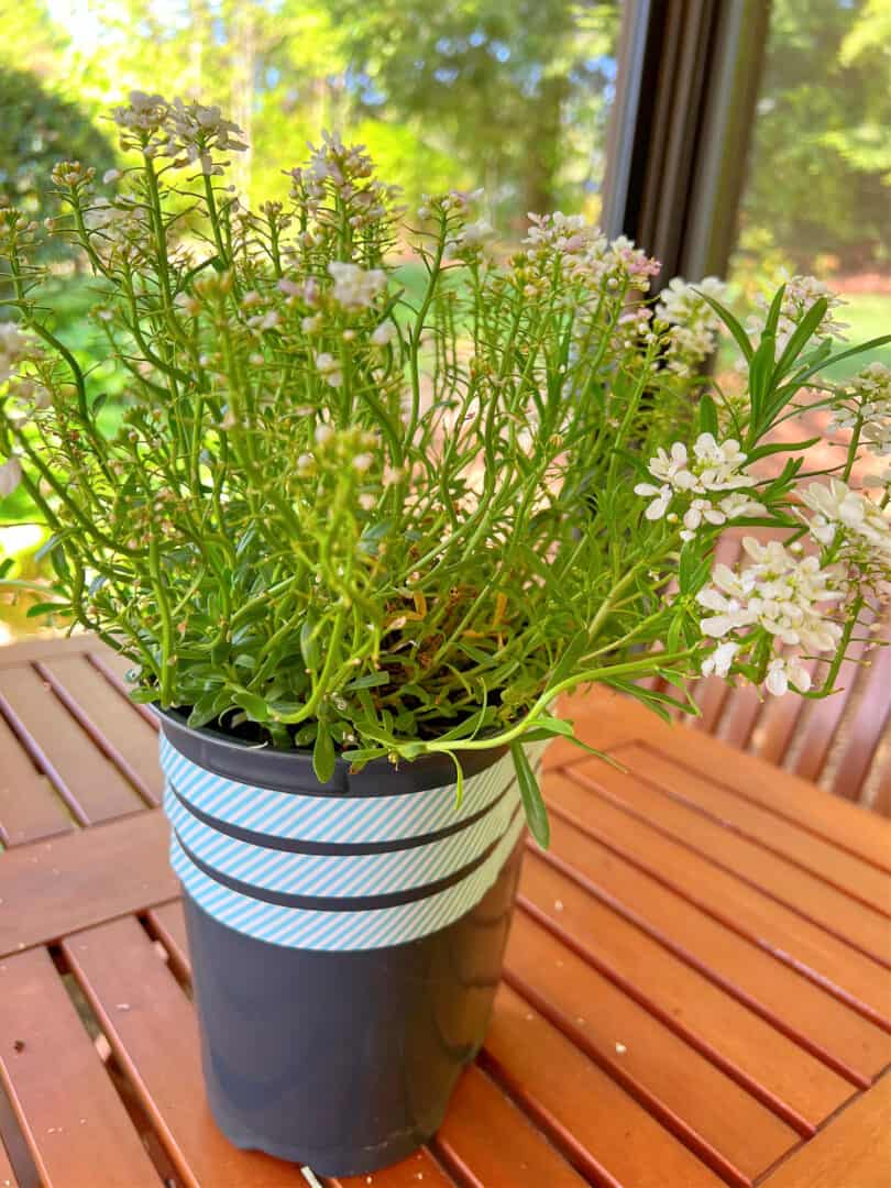 14 Ideas for Decorating Black Plastic Pots Single Girl's DIY
