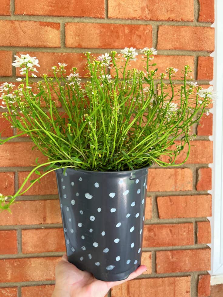 14 Ideas for Decorating Black Plastic Pots Single Girl