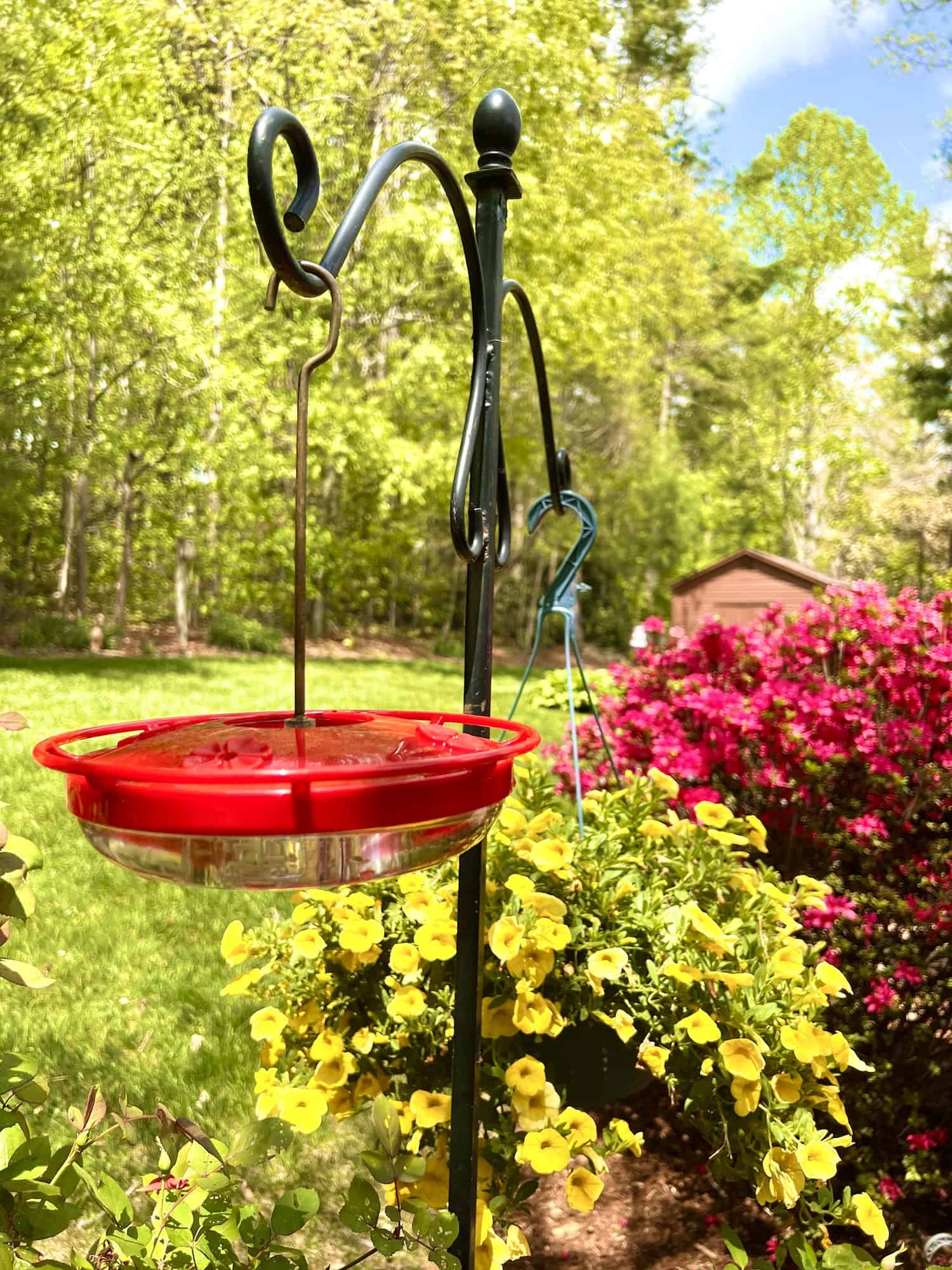 Homemade Hummingbird Food Recipe Single Girl's DIY