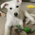 cute pampered puppy playing with toys