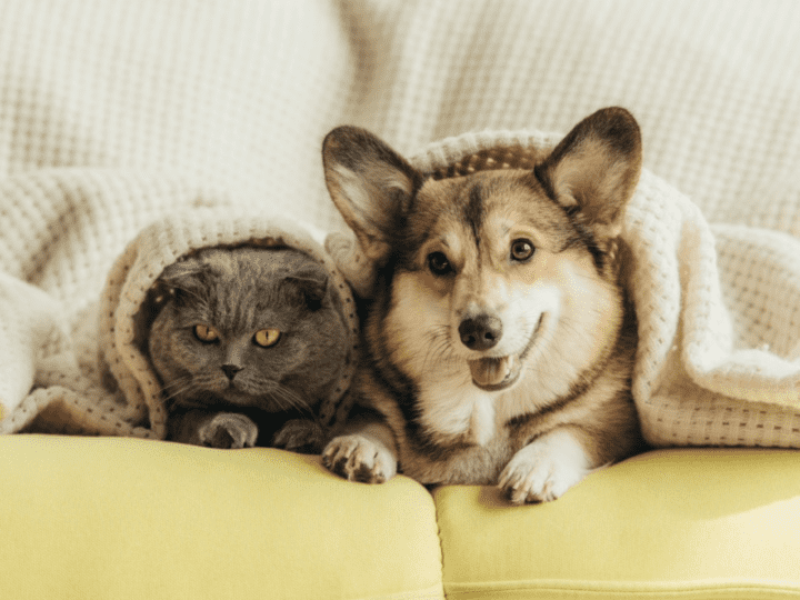 cat and dog on couch underneath a blanket