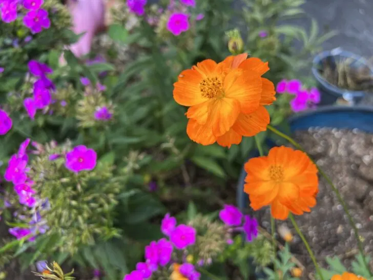 orange cosmos flowers and purple phlox