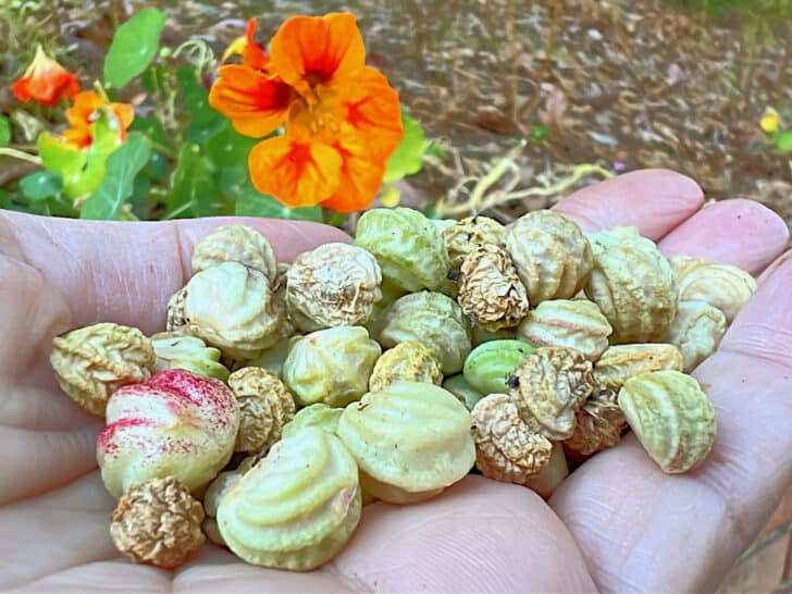 harvested nasturtium seeds in a woman's hand with flower in background