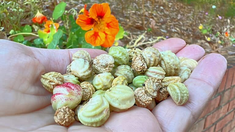harvested nasturtium seeds in a woman's hand with flower in background
