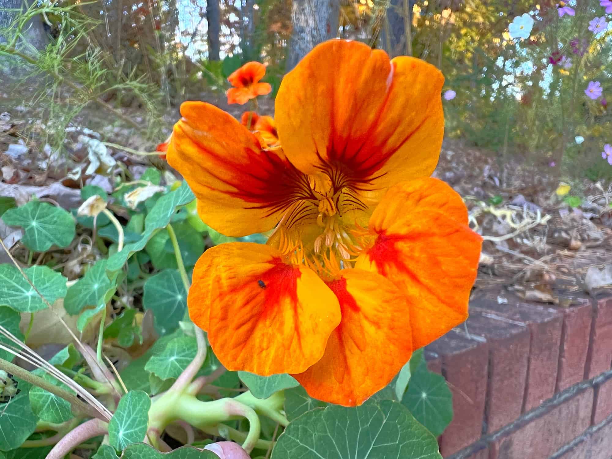 How to Harvest Nasturtium Seeds Single Girl's DIY
