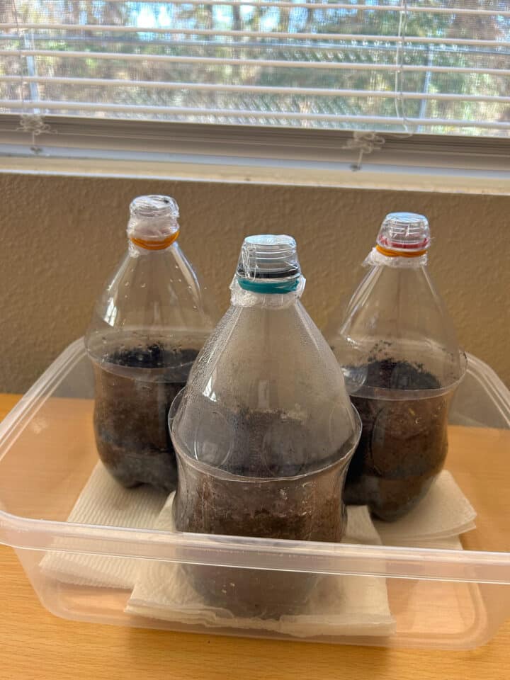 DIY Soda Bottle Greenhouse How to Start Seeds in a 2 Liter Plastic