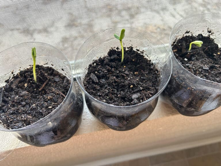 DIY Soda Bottle Greenhouse: How to Start Seeds in a 2 Liter Plastic Bottle