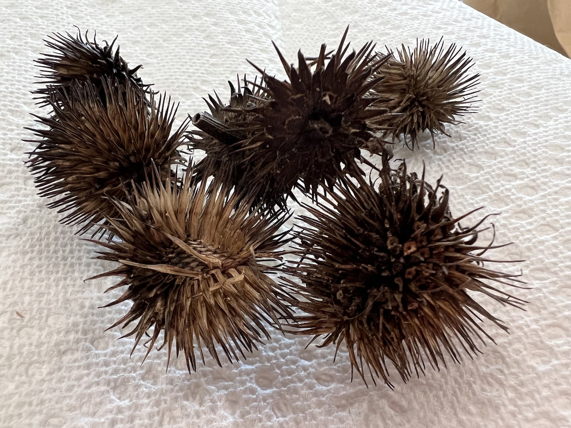 How to Harvest Coneflower Seeds (Echinacea) - Single Girl's DIY