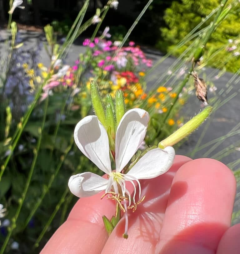 How to Save Guara Seeds (To Plant Next Year)
