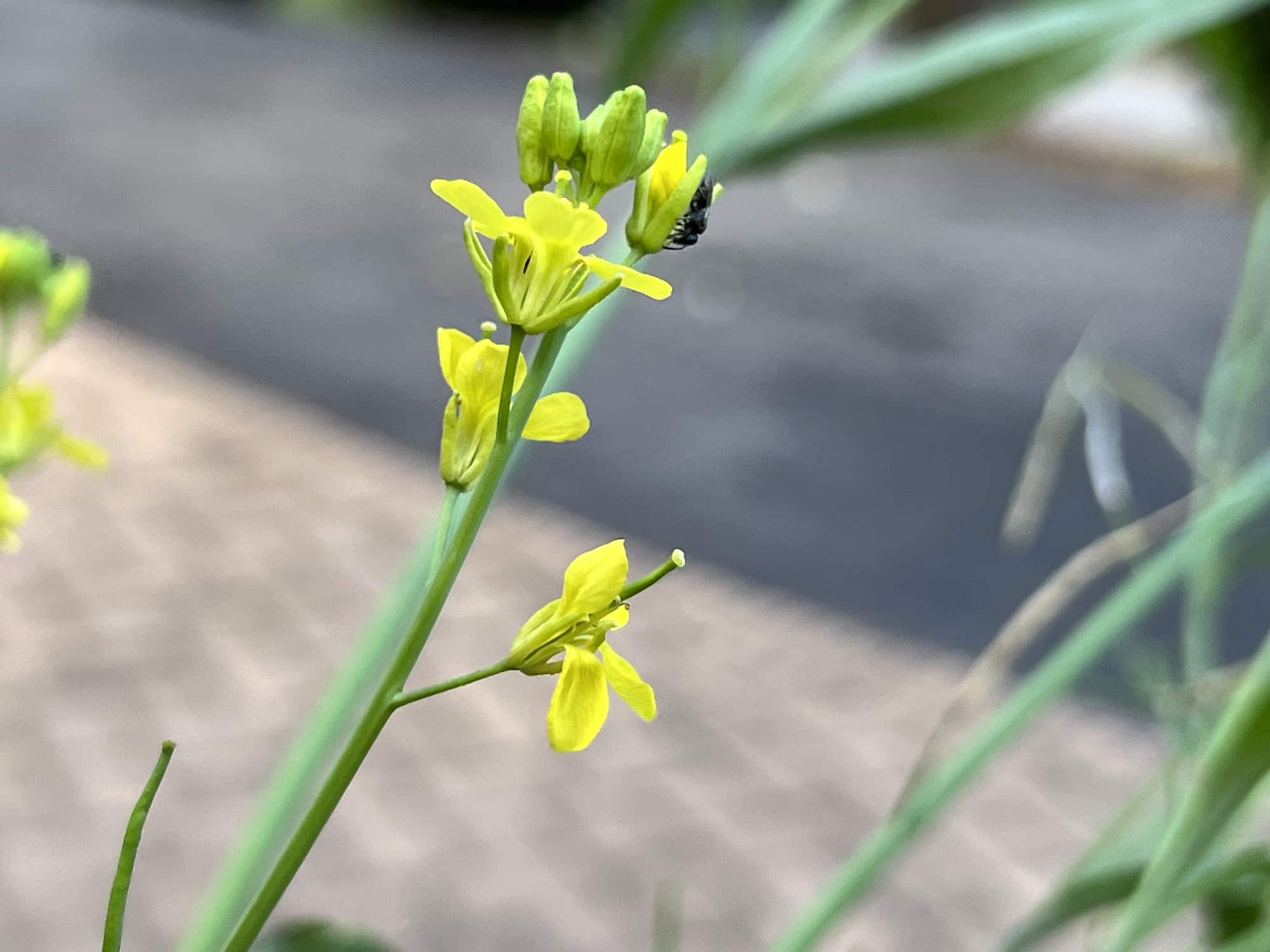 How to Save Mustard Green Seeds (To Plant Next Year) - Single Girl's DIY