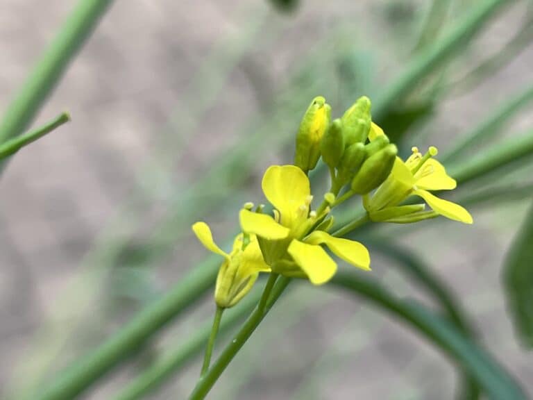 How to Save Mustard Green Seeds (To Plant Next Year)