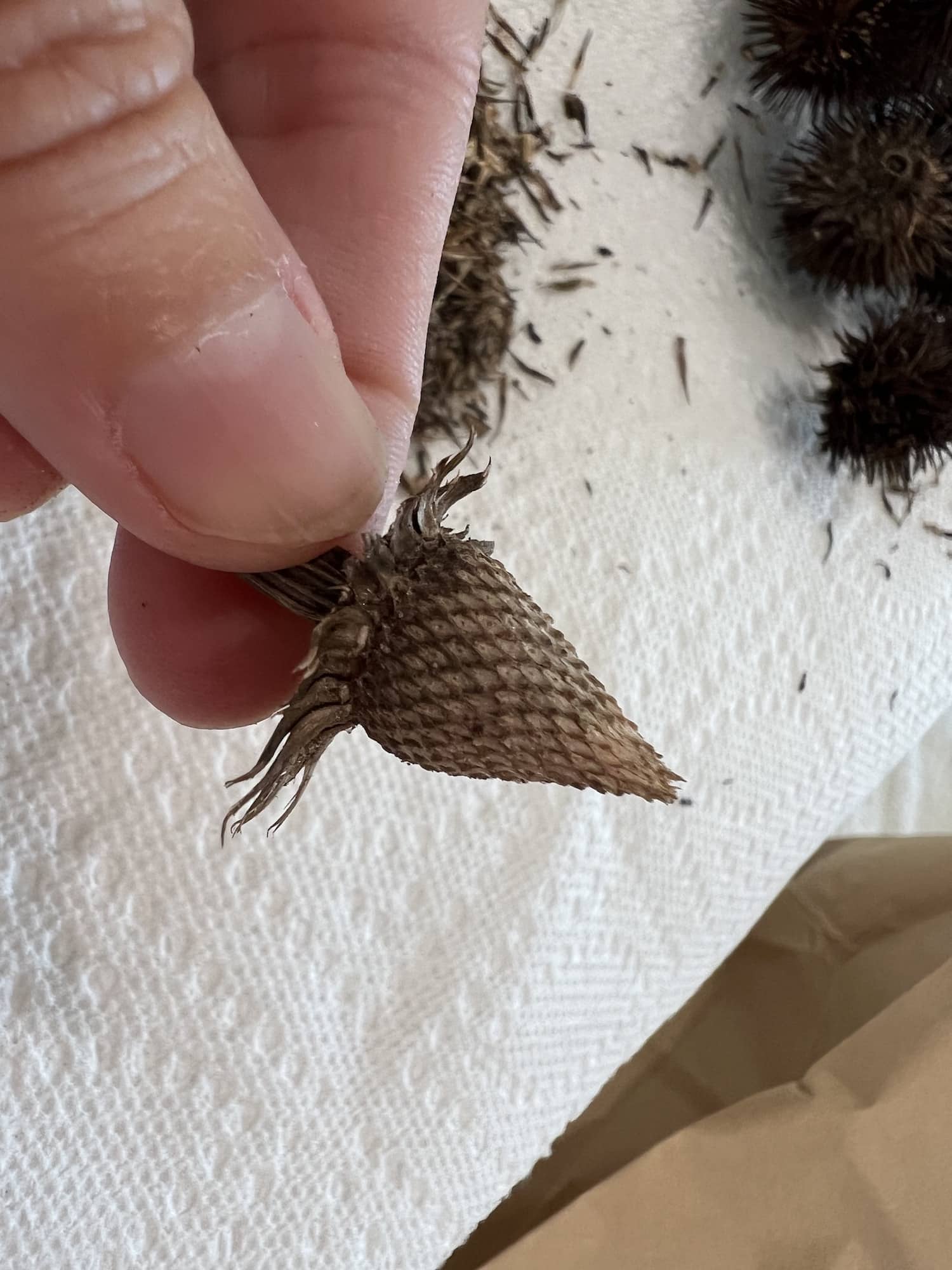 How to Harvest Coneflower Seeds (Echinacea) Single Girl's DIY