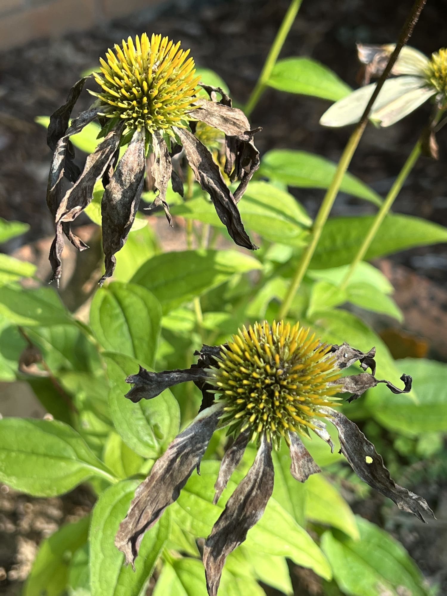 How to Harvest Coneflower Seeds (Echinacea) Single Girl's DIY