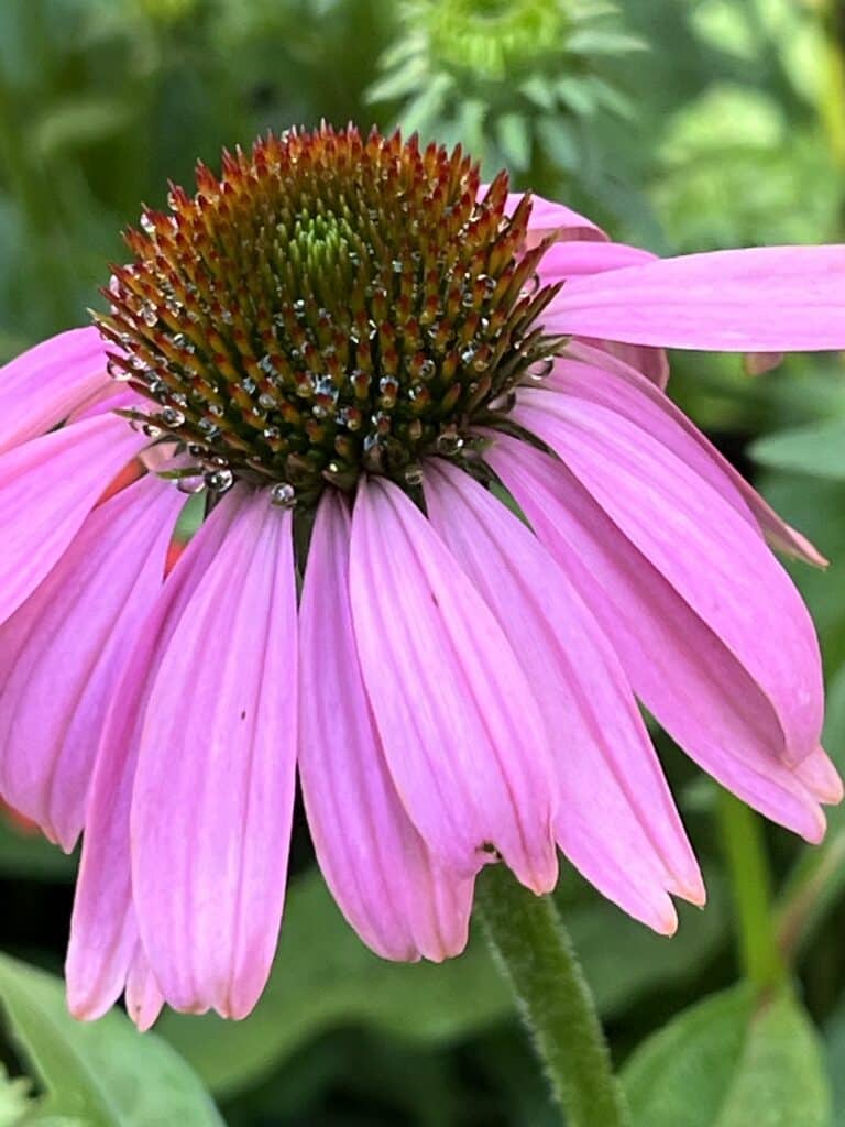 How to Harvest Coneflower Seeds (Echinacea)