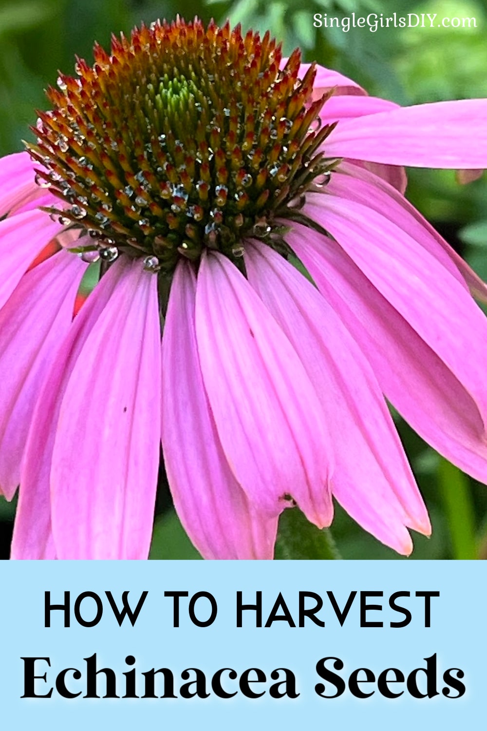 how-to-harvest-coneflower-seeds-grace-grits-and-gardening