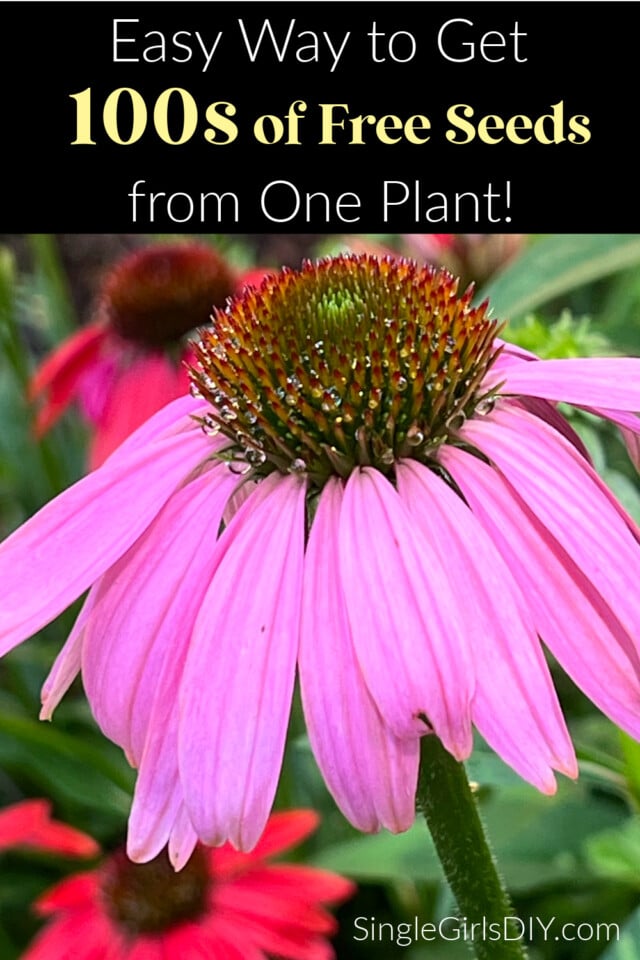 How to Harvest Coneflower Seeds (Echinacea) - Single Girl's DIY